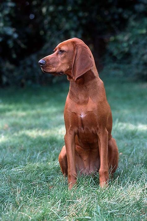 Redbone Coonhound Dog Breed Information Red Bone Coonhound, Coonhound Puppy, Hound Dog Breeds, Redbone Coonhound, Hound Dogs, Bluetick Coonhound, Red Bone, American Kennel Club, Hound Dog