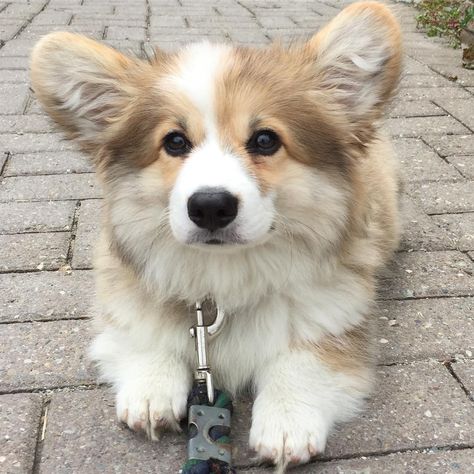 23 Reasons Fluffy Corgis Are A Gift From Dog Heaven Welsh Corgi Pembroke, Fluffy Corgi, Cute Corgi Puppy, Pembroke Welsh Corgi Puppies, Dog Heaven, Fluffy Puppies, Corgi Puppy, Cute Corgi, Pembroke Welsh Corgi