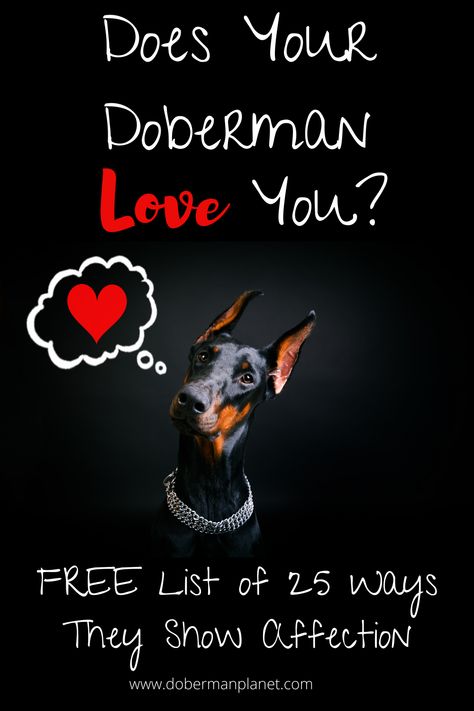 Doberman. Doberman Pinscher. Doberman dogs. Doberman love. #dobermanplanet #doberman #dobermanpinscher #dobermandogs #dobielove Doberman Woman, Doberman Quotes, Doberman Pinscher Training, Doberman Puppy Training, Mean Doberman, Two Dobermans, Red Doberman Pinscher, Doberman Pinscher Funny, Miniature Doberman