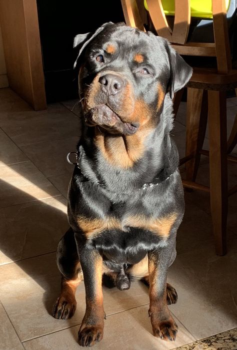 Big Rottweiler, Rottweiler Pictures, Puppy Care Tips, Rottweiler Breed, Activities Outdoor, Dog Treat Toys, Rottweiler Love, Big Dog Breeds, King Charles Dog