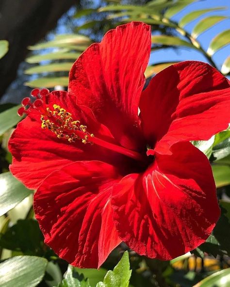 This Gorgeous Hibiscus 🌺 Amaryllis Flowers, Hibiscus Plant, Nothing But Flowers, Flower Therapy, Beautiful Bouquet Of Flowers, Hawaiian Flowers, Pretty Plants, Beautiful Flowers Pictures, Ranunculus