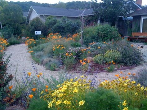 Native garden in spring Wildflower Garden Design, California Native Landscape, Drought Tolerant Landscape Front Yard, Lawn Alternative, California Native Garden, Mailbox Landscaping, Lawn Alternatives, Drought Tolerant Landscape, California Native Plants