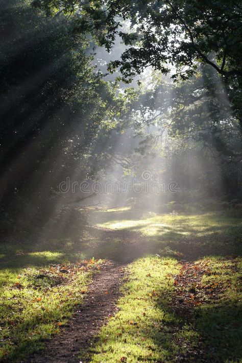 Forest Property, Peaceful Pictures, Forest Glade, Sun Beams, Land Of The Lost, Morning Sunlight, God's Presence, Lost In The Woods, Forest Path