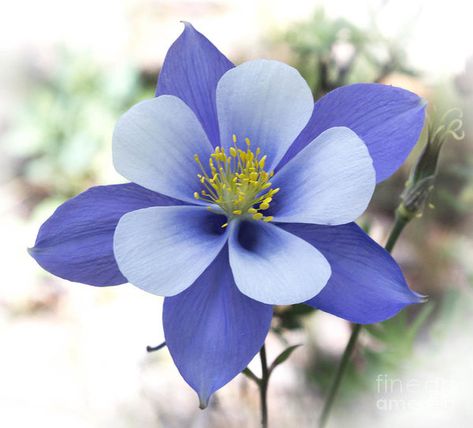 Colorado state flower Columbine Tattoo, Columbine Flower Tattoo, Colorado State Flower, Colorado Flowers, Columbine Flower, Estes Park Colorado, Flower Sleeve, Breckenridge Colorado, Aspen Colorado