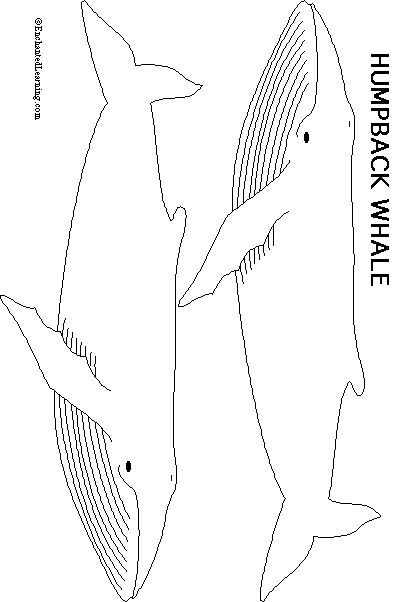 Humpback Whale Print-out - Enchanted Learning Whale Template, Whale Outline, Whale Mobile, Whale Crafts, Whale Drawing, Mobile Craft, Whale Pattern, Whale Design, Wood Fish