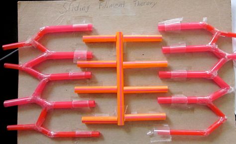 Sliding Filament Manipulative Model (the Z lines can be moved toward the M line through clear tape tunnels). Sliding Filament Theory Model, Muscular System Project, Sliding Filament Theory, Human Body Systems Projects, Body Systems Project, Skeletal And Muscular System, Muscular System Anatomy, Veterinary Nursing, Recycle Craft Projects