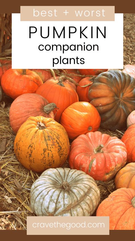 Squash Companion Plants, When To Plant Pumpkins, Hungry Pumpkin, Bean Trellis, Harvesting Potatoes, Companion Planting Chart, Planting Marigolds, Pumpkin Vine, Planting Pumpkins