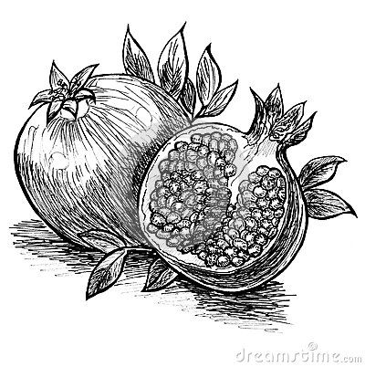 Hand drawn ink artwork of a pomegranate and half of pomegranate Drawing With Black Background, Pomegranate Illustration, Pomegranate Drawing, Seed Tattoo, White Pomegranate, Pomegranate Tattoo, Pomegranate Color, Color Drawing, Flower Art Drawing