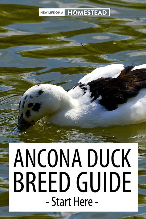 Ancona Ducks, Sebastopol Geese, Keeping Ducks, Backyard Ducks, Duck Breeds, Duck Coop, Barn Animals, Duck Eggs, Raising Backyard Chickens