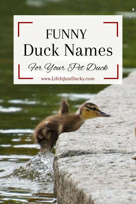 Duck Coop Names, Cute Names For Ducks, Duck Names Ideas, Duck Coop Ideas Diy Building, Duck Coop With Pool, Duck Coop Ideas Diy, Funny Duck Names, Diy Duck Coop, Duck Raising