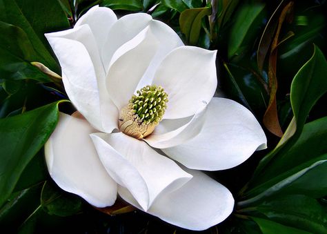 ID help for some most spectacular white flowering trees.  All images are selected  from  Field Guide: Flowering Trees of the world  group. Click on the link next to the photo to see more photos of this tree.  This gallery could be used as Identification help for trees with white colour  flowers However, please check other species of the genus and distribution of the plants in your area.  Flickr Database of flowering trees Magnolia Tree Tattoo, Southern Magnolia Tree, Magnolia Painting, Magnolia Grandiflora, Southern Magnolia, Magnolia Tree, Magnolia Trees, Big Leaves, Starter Plants