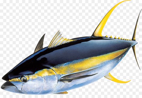 Game Fishing, Bluefin Tuna, Tuna Fishing, Yellowfin Tuna, Fish Artwork, Tuna Fish, Fishing Pictures, Fish Crafts, Fish Sculpture