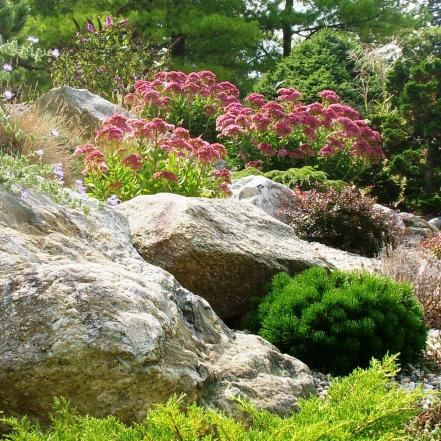 The Best Plants For Rock Gardens | Plants for Rocky Soil | Flowers and Plants for Your Garden | HGTV Low Water Landscaping, Sedum Plant, Succulent Landscape Design, Rock Garden Plants, Succulent Landscaping, Rock Garden Design, Rock Gardens, Rock Garden Landscaping, Garden Types