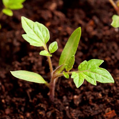 See how to use coffee grounds on your tomato plants this year - and how they can help you power your tomato plants - all for free! Seed Starting Soil, Tomato Seedlings, Sprouting Seeds, Uses For Coffee Grounds, Starting Seeds Indoors, Fertilizer For Plants, Tomato Seeds, Tomato Garden, Soil Improvement