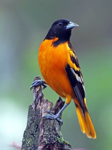 Baltimore Orioles Birds, Oriole Bird, Birds Photography Nature, Baltimore Oriole, Nature Birds, Backyard Birds, Bird Pictures, Bird Drawings, Pretty Birds