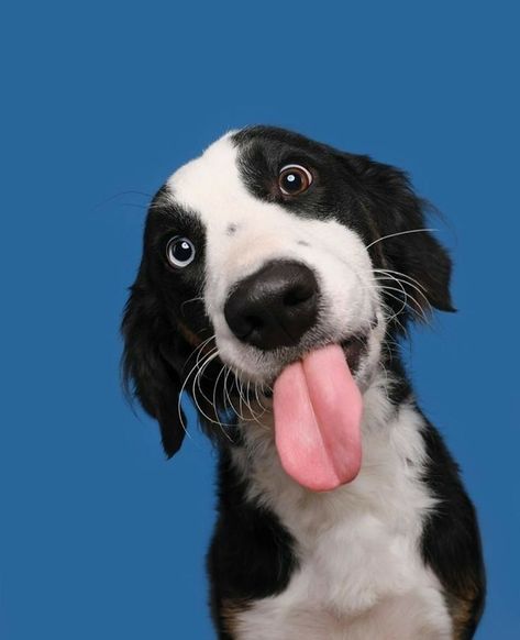 Pet Advertising, Funny Dog Faces, Animal Photoshoot, Wow Photo, Monday Mood, Dog Branding, Silly Dogs, Dog Face, Dog Photography