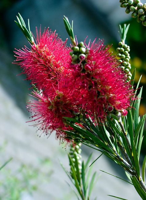 Australian Red Bottlebrush Bottlebrush Plant, Badger Tattoo, Australian Fauna, Australian Trees, Australian Wildflowers, Australian Natives, Australian Flowers, Australian Native Flowers, Australian Plants