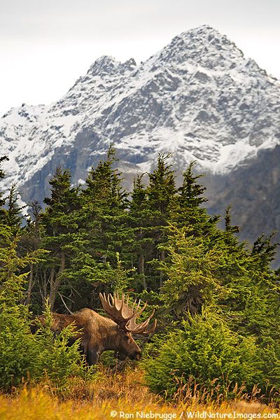 Fotos de alce, Chugach State Park, Alaska                                                                                                                                                                                 Más Alaska Nature, Moose Pictures, Bull Moose, Image Nature, Mule Deer, Alaska Cruise, Alaska Travel, Mountain Range, Aruba