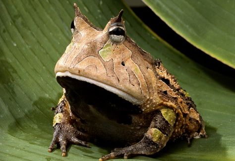 THE AMAZON RAIN FOREST: THE AMAZON Different Types Of Frogs, Types Of Frogs, Horned Frog, Pacman Frog, Frog Wallpaper, Rainforest Animals, Animal Categories, Horned Frogs, Young Animal