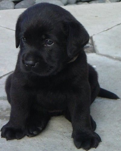 My lab puppy | My labs, decendants from the Dickendall line.… | Doy Tan | Flickr Black Puppy, Super Cute Puppies, Lab Puppy, Black Lab Puppies, Lab Dogs, Baby Animals Pictures, Really Cute Dogs, Cute Little Puppies