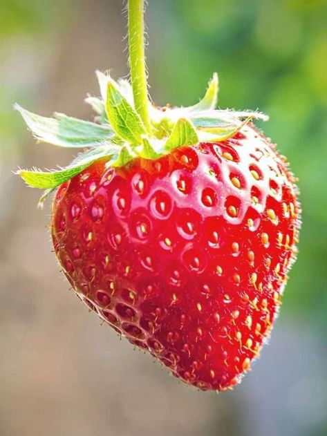 9 Strawberry Growing Stages Story | Just Pure Gardening Life Cycle Of A Strawberry, Strawberry Growing, Stages Of Growth, Strawberry Plant, Planting Pumpkins, Strawberry Seed, Faeries Gardens, Growing Strawberries, Strawberry Plants