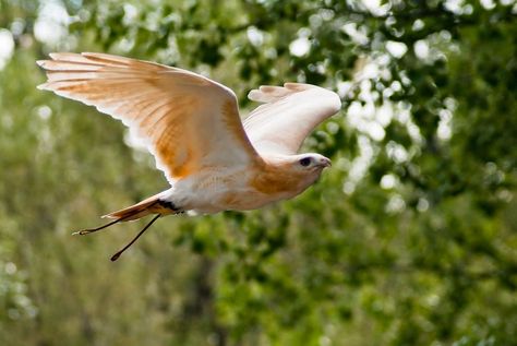 A leucistic red tailed hawk.  Similar to albino, leucistic is a reduction (not a lack) of pigmentation.  Beautiful bird! Henry Clerval, Red Tailed Hawk, Interesting Animals, Bird Wings, Live Animals, Rare Animals, Animals Artwork, White Bird, The Zoo