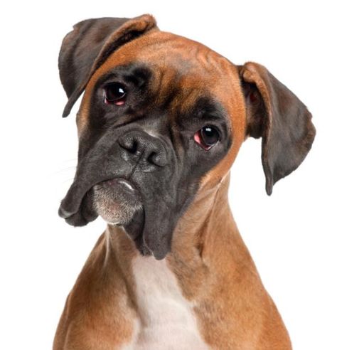 Cómo educar un perro bóxer - ExpertoAnimal Boxer Dog Names, Boxer Dog Puppy, Boxer And Baby, Dog White, Boxer Puppy, Boxer Love, Boxer Puppies, Popular Dog Breeds, Popular Dog