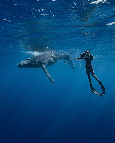 Pilot Whale, Nurse Shark, Shark Diving, Reef Shark, Life Vision Board, Unrealistic Expectations, Marine Biologist, Taylor Hill, Grain Of Sand