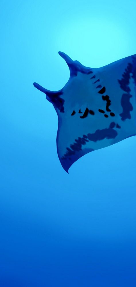 Manta Ray Wallpaper, Iphone Wallpaper Hd Original, Inspirational Phone Wallpaper, Huawei Wallpapers, Deadpool Wallpaper, Wallpaper Iphone Love, Galaxy Pictures, Phone Screen Wallpaper, Widescreen Wallpaper