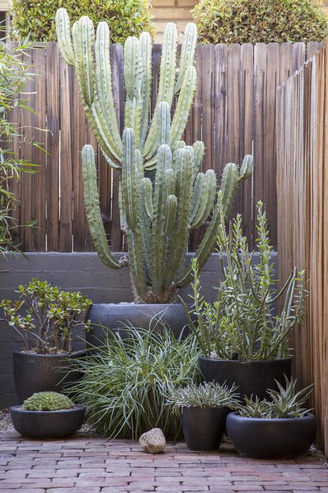 A new garden with a traditional twist in Pasadena Cactus Garden Landscaping, Mexican Garden, Cactus House Plants, Succulent Landscape Design, Landscape Gardening, Easy Landscaping, Succulents Decor, New Garden, Desert Garden