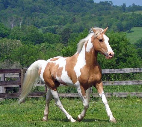 Palomino Paint Horse, Cheval Pie, Pinto Horses, Goddess Of Spring, Board Paint, American Paint Horse, Painted Horses, Paint Horses, Pinto Horse