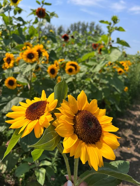 Beautiful sunflower field in Milton Ontario. Such a cute date indea 🤍 Milton Ontario, Cute Date, Sunflower Field, Sunflower Fields, Get To Know Me, Ontario, Sunflower