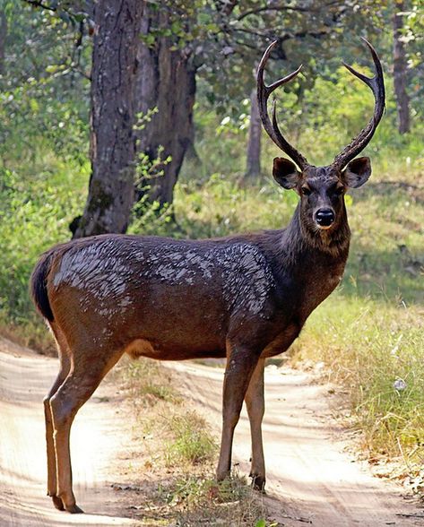 Sambar Deer Sambar Deer Tattoo, Assignment Pics, Savanna Cat, Deer Reference, Sambar Deer, Mouse Deer, Hunting Style, Deer Photography, Big Deer