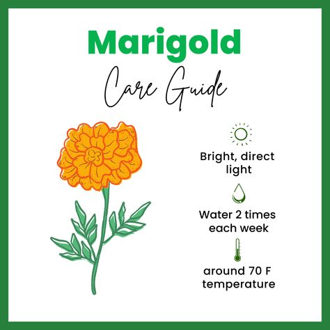 Marigold Care Tips, Ged Graduation, Growing Marigolds, Flower Tips, Gardening Guide, Plant Journal, Plant Help, Paper Background Design, Shade Perennials