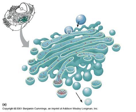 Golgi Apparatus, Biology College, Biology Projects, Biology Worksheet, Tissue Types, Cell Cycle, Brain Anatomy, Biology Teacher, Biology Lessons