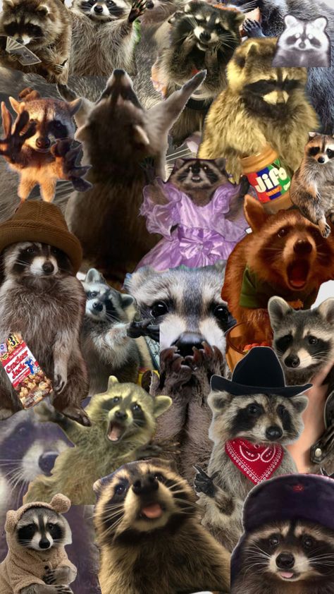 #raccoon #collages #funny #cute #trashpandas #animals #random Toothless Wallpaper, Pet Raccoon, Cut Animals, Cute Fall Wallpaper, Cute Raccoon, Raccoon Funny, Trash Panda, Silly Animals, Racoon