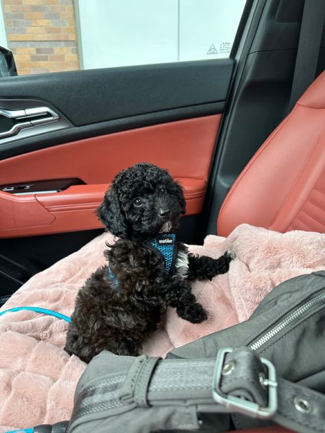 You Poodle Puppy, Toy Poodle Puppies Black, Small Dog Aesthetic, Poodle Puppy Black, Miniature Poodle Black, Black Toy Poodle, Shitzu Poodle, Black Puppies, Pets Aesthetic