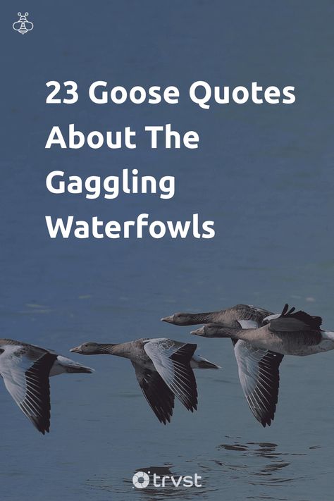 Discover the wisdom hiding in our gaggling friends' feathers 🦆! Our collection of 23 quotes echoes the charm and nature of geese in a way you've never seen before. Don't hold back, join the gaggle and give your language wings! Click, explore, and be inspired👉 #GeeseQuotes #BirdWisdom #NatureInspired #QuoteCollection #GaggleWithUs Goose Quotes, Quotes For Birds Life, Goose Symbolism, Symbolism In Literature, What’s Good For The Goose Quotes, Quotes About Birds Flying, Im A People Person Im A Geese Goose, 23 Quotes, Lily King