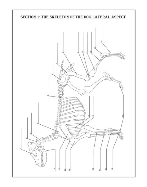 Animal Anatomy And Physiology, Veterinary Coloring Pages, Canine Anatomy Study, Animal Anatomy Art, Canine Anatomy, Anatomy Books, Vet School Motivation, Veterinary Anatomy, Vet Nursing