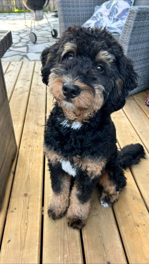 Haircuts For Aussiedoodle, Bernedoodle Puppy Haircut, Mini Bernie Doodle, Mini Bernedoodle Haircut Styles, Bernadoodle Haircuts, Mini Bernedoodle Haircut, Bernedoodle Grooming Styles, Bernedoodle Haircut Styles, Mini Bernedoodle Full Grown