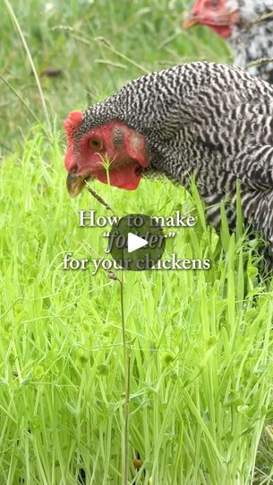 93K views · 7.3K reactions | ✨Feed Them Fodder✨

|AD| Comment “fodder” for the link and discount code! Soon we’ll be coming upon cold days when our green grass will be sparse or completely non-existent. Fodder is a great way to still provide them with greens in the fall and winter! I used the awesome “Feed Them Fodder” bundle from @scratchandpeckfeeds. It includes peas, barley, and some nesting herbs. 

Benefits of Fodder:
✨Save on feed costs
✨Boredom buster
✨Access to greens in the winter
✨Provides protein, vitamins, & minerals
✨Easy to digest
✨Contains antioxidants
✨Helps hydrate chickens
✨Deepens yolk color and nutrition

How to:
✨Soak peas &/or barley for 24 hours, covering them by about 2” of water. 
✨Once soaked, drain them and place them in a dish with holes. I used a seed tray and Chicken Boredom, Chicken Fencing, Herbs Benefits, Farming Animals, Chicken Tips, Chicken Fence, Homestead Animals, Backyard Animals, Cute Chicken Coops