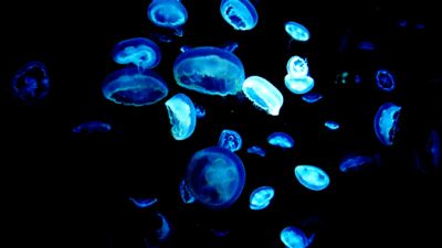 Jellyfish Tank, Princess Jellyfish, Natural Phenomena, Ocean Life, Sea Animals, Deep Sea, Images Gif, Marine Life, Sea Creatures