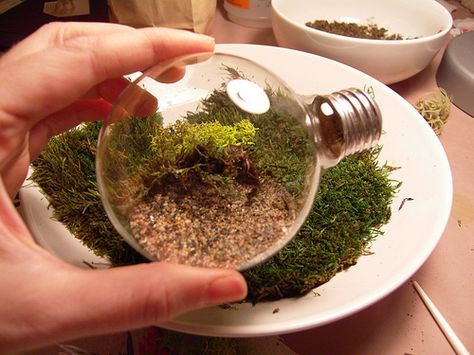 Baby terrarium! Bulb Terrarium, Light Bulb Plant, Light Bulb Terrarium, Keeping Plants Alive, Hipster Home, Terrarium Diy, Crafty Craft, Small Things, Easy Diy Projects