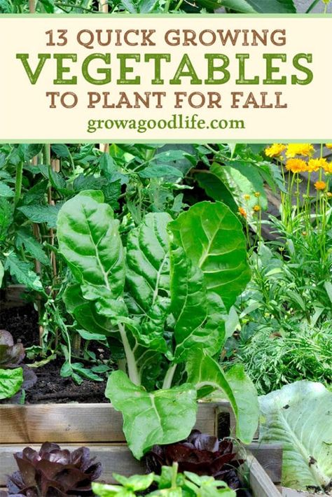 Homestead Garden Layout, Fall Vegetables To Plant, Vegetables To Plant, Fall Crops, Vegetable Garden Diy, Fall Vegetables, Fall Garden Vegetables, Veg Garden, Fall Garden