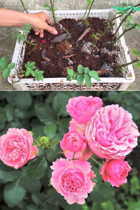 How to grow roses from cuttings easily! Compare the BEST & worst ways to propagate in water or soil, using potatoes, & root by air layering. - A Piece of Rainbow backyard, garden, flower gardening ideas, flowers, spring, summer, propagation, rooting plants #roses #propagation #backyard #gardens #gardening #gardeningtips #gardenideas #containergardening #diy #summer #spring #porch Rose Planting Ideas, Roses Propagation, Roses In Potatoes, Rose Propagation, Propagate In Water, Grow Roses From Cuttings, Roses From Cuttings, Propagate Roses, Roses Garden Care