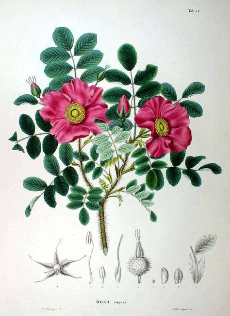 62870 Rosa rugosa Thunb. / Siebold, P.F. von, Zuccarini, J.G., Flora Japonica… Rugosa Rose, Old School Pictures, Neck Art, Rosa Rugosa, Mountain Rose Herbs, Illustration Botanique, Rose Essential Oil, Art Idea, Skin Art