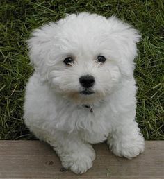 bichon frise & toy poodle mix. Omgosh does anyone have a female toy poodle I can breed my bischon with so I can have this puppy!!! Bichon Poo, Bichon Puppies, Bichon Poodle Mix, Bichon Poodle, Puppies Pictures, Poodle Toy, Labrador Retriever Puppies, About Dogs, Rottweiler Puppies