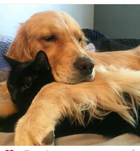 Black Cat With Golden Retriever, Dog And Cat Aesthetic Together, Black Cat And Golden Retriever Energy, Golden Retriever With Black Cat, Black Cat Golden Retriever Duo Aesthetic, Black Cat And Golden Retriever Matching Pfp, Golden Retriever Boyfriend X Black Cat Girlfriend Pfp, Black Cat Gf And Golden Bf Aesthetic, Black Cat Golden Retriever Aesthetic