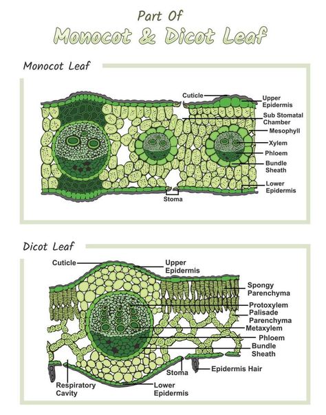 Internal structures of Monocot and Dicot leaf Leaf Anatomy, Plant Anatomy, Anatomy Biology, Plant Physiology, Leaf Structure, Biology Science, Plant Kingdom, Science Stickers, Study Flashcards