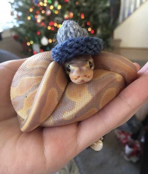 Cute Snake Pets, Crochet Hat For Snake, Cute Slytherin Snake, Snakes Purple, Snake Purple, Snakes With Hats, Crochet Snake, Colorful Snakes, Pretty Snakes